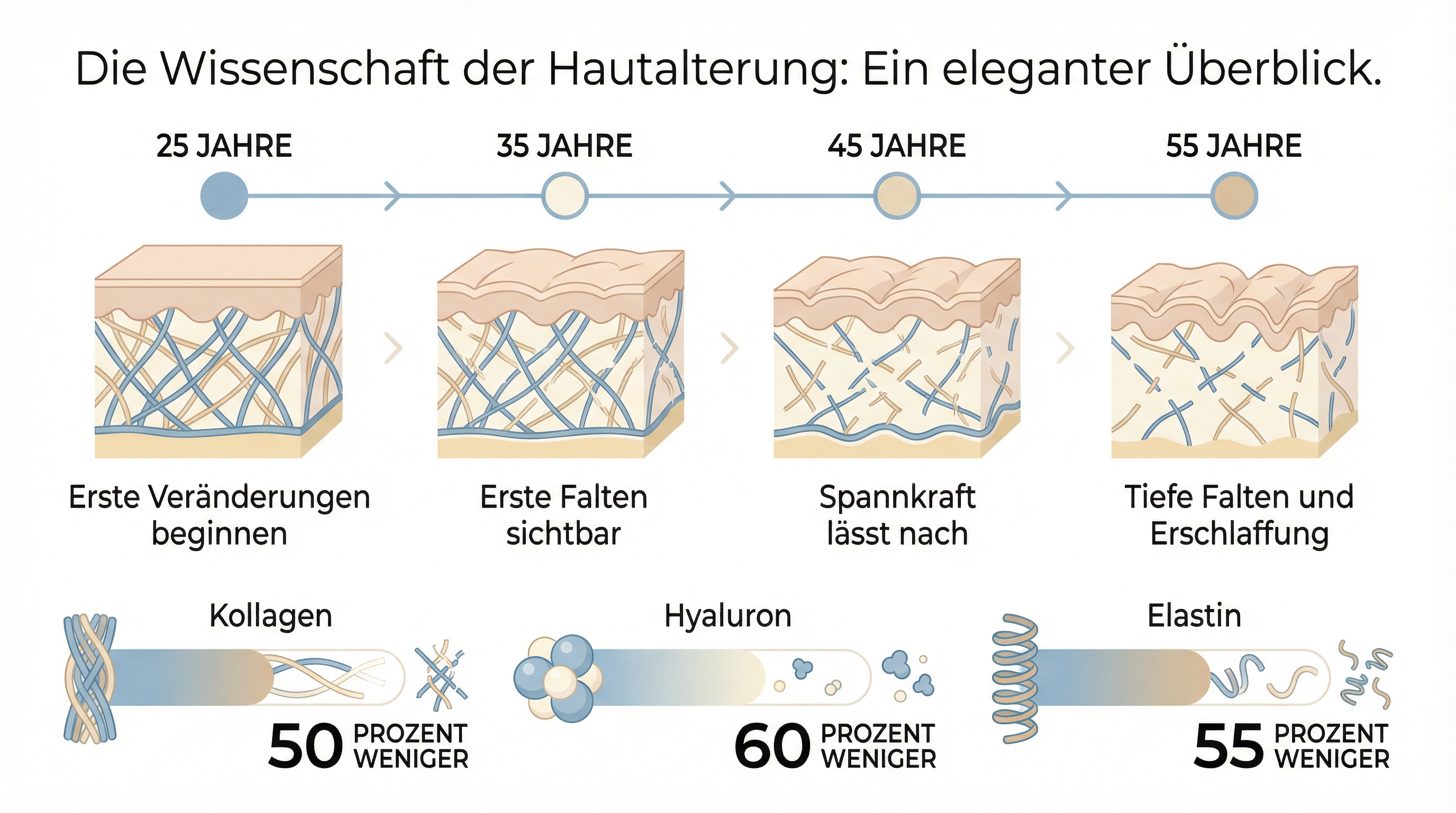 Infografik: Was passiert mit unserer Haut im Alter – Kollagen, Hyaluron, Elastin